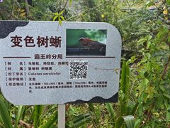 -海南霸王岭国家森林公园