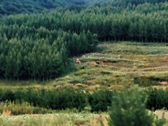 -塞罕坝国家级自然保护区