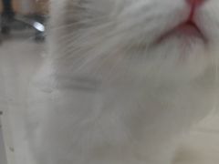 -全心全意连锁动物医院·微创中心·内科急重症·心脏专科(丰管路店)