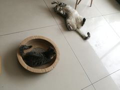-平行世界·猫咖(首经贸店)