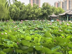 -莲花池公园