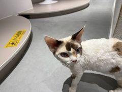 -琪喵猫屋·撸猫猫咖·猫舍
