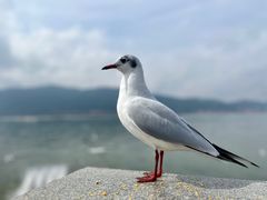 -海埂大坝