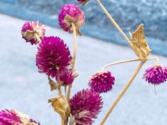 -春花秋色城市公园