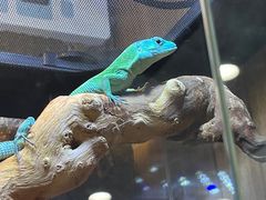 -酷以爬仙阁实体爬宠店·守宫·蜥蜴·专业繁育