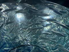 -上海海洋水族馆