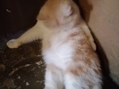 -猫猫幼稚园·撸猫·桌游·电玩