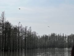 -池杉湖湿地公园