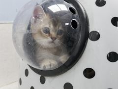 -纳吉亚猫专科动物诊疗中心(蒋宅口分院)