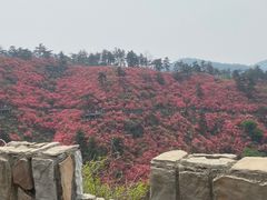 -木兰云雾山
