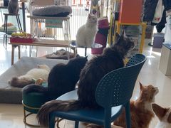 -平行世界·猫咖(首经贸店)
