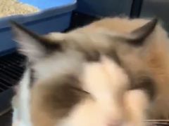 -PETKIT 小佩宠物·低压洗护·美容·寄养(安远店)