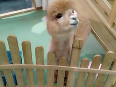 -藦茜花园宠物主题亲子互动体验馆(国顺东路店)