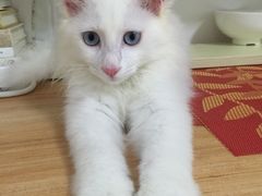 -达爱动物医院·犬猫分区·CT·复杂眼科(远洋山水分院)