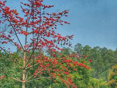 -火炉山森林公园