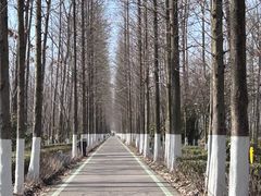 -合肥滨湖国家森林公园