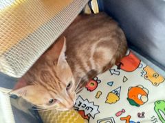 -瑞派康怡24h宠物医院·犬猫医疗中心·微创绝育(瑞景分院)