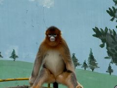 -西霞口神雕山野生动物世界