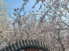 -桃花堤公园