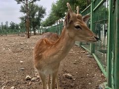 -大青山野生动物园
