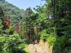 -素山寺森林公园