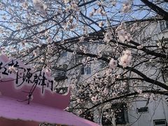 -桃花堤公园