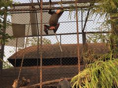 -清迈夜间动物园