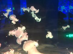 -上海海昌海洋公园