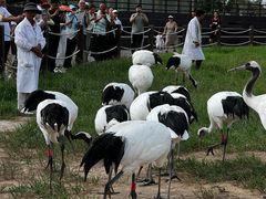 -盐城丹顶鹤湿地生态旅游区