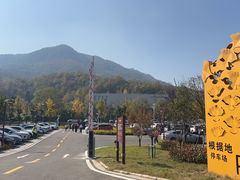 -千年银杏谷文化旅游区