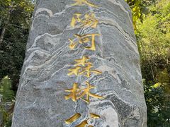 -普洱太阳河森林公园