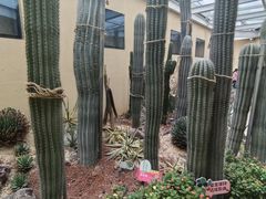-正佳雨林生态植物园