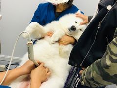 -仁普宠物诊所(住友昌盛新苑店)