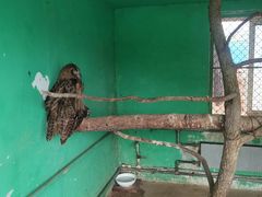 -西霞口神雕山野生动物世界