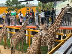 -西霞口神雕山野生动物世界