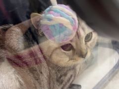 -佳雯宠物医院·皮肤科·内外科(春晓路分院)