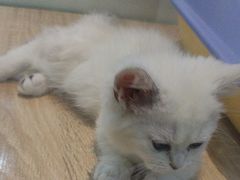 -BABIT巴比特宠物(MOMOPARK店)