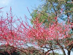 -杭州植物园