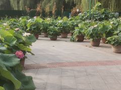 -莲花池公园