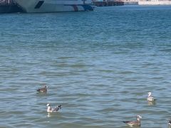 -海驴岛(荣成市)