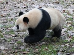 -都江堰中华大熊猫苑