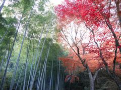 -常寂光寺