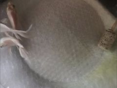 -中环花鸟鱼虫市场