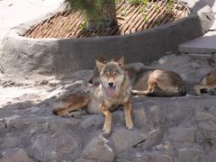 -西霞口神雕山野生动物世界