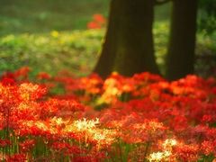 -杭州植物园