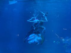 -烟台海昌鲸鲨海洋公园