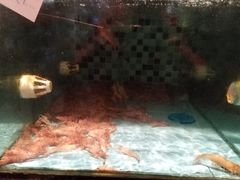 -鹏城人家海鲜酒家·23年老字号(较场尾店)