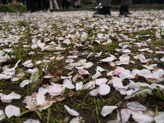 -武汉大学-樱园