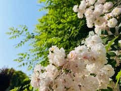 -树山生态村