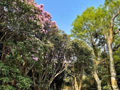 -梧桐山风景名胜区